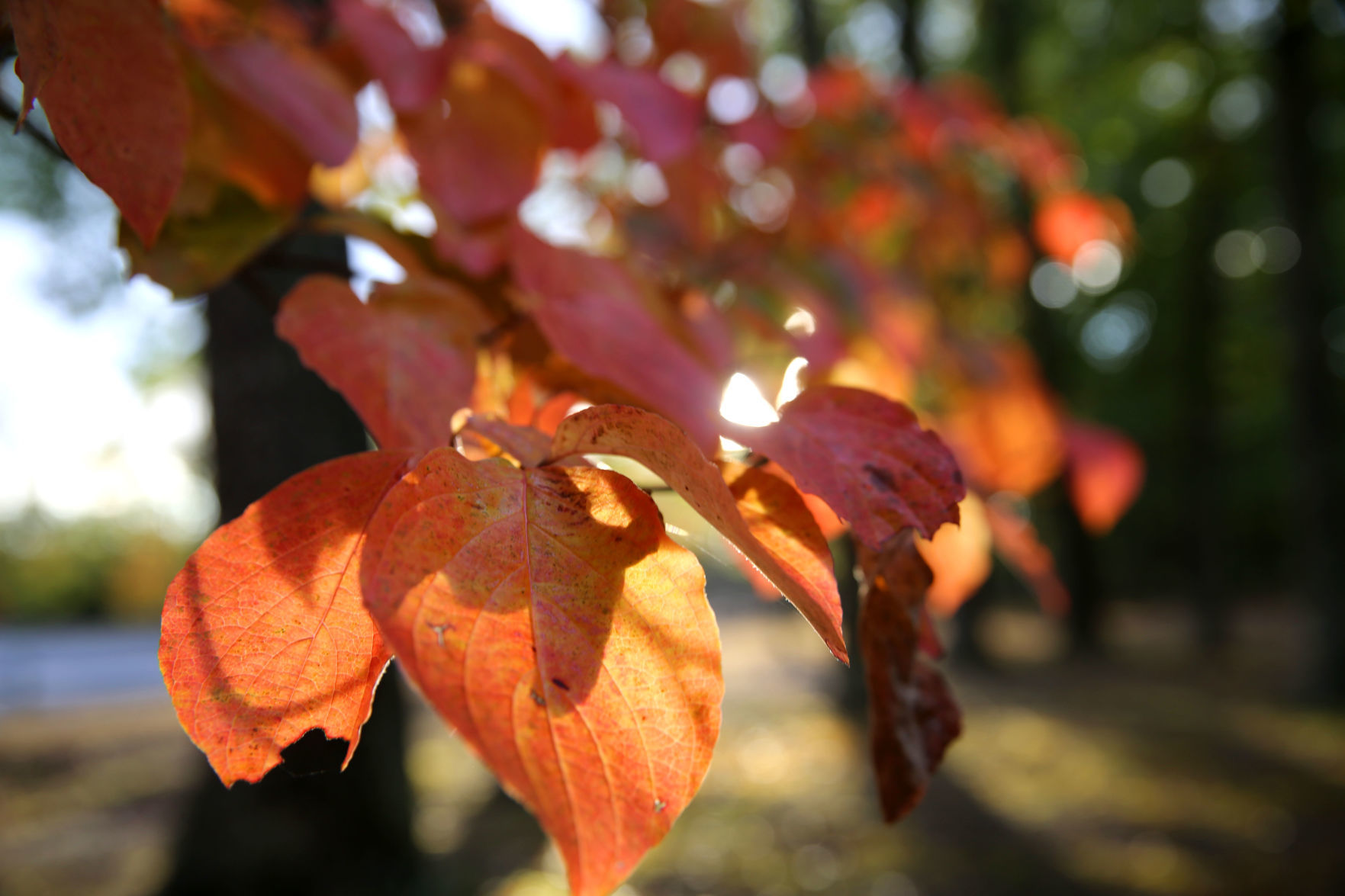 102519_nws_fallfoliage